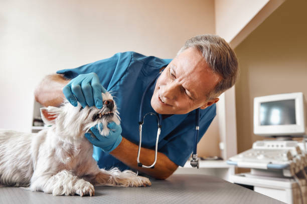 Best 24-Hour Emergency Dentist in Three Rivers, MI